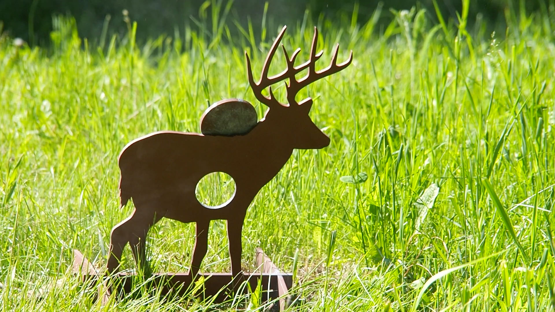 whitetail_buck_c.jpg