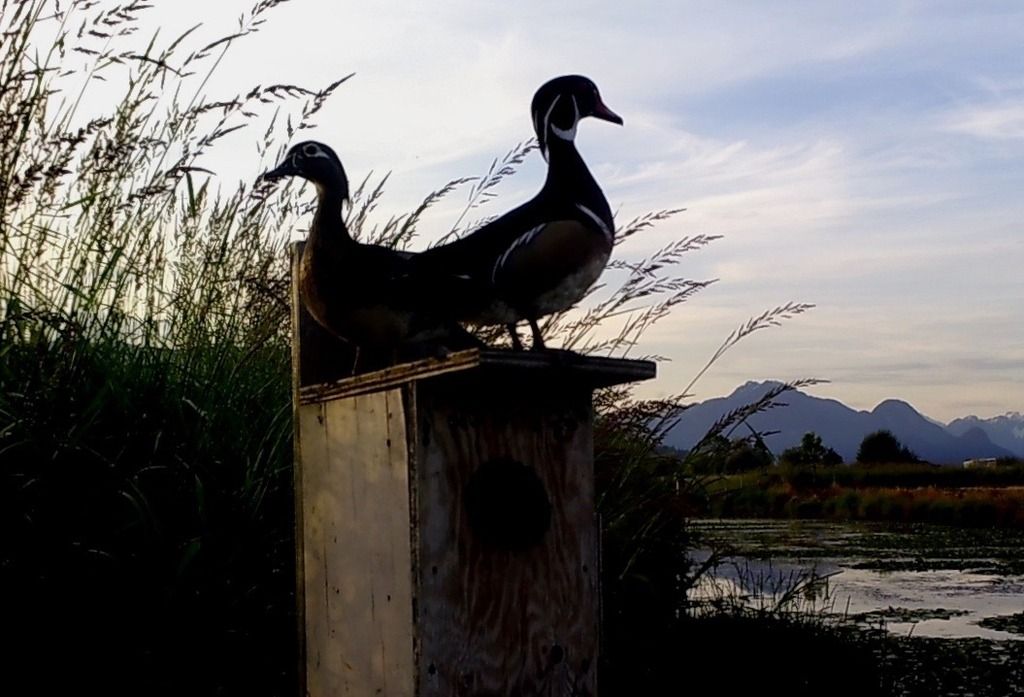 image_zpsox6b3aee.jpeg~original