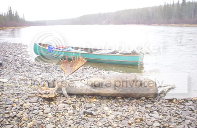 Mooseandcanoe-1.jpg