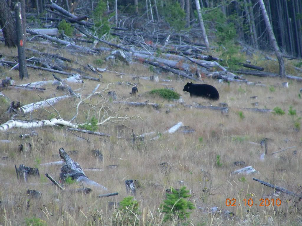 Bear-2-2.jpg