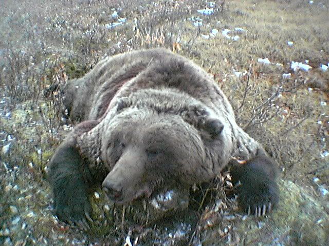 mygrizzly1.jpg