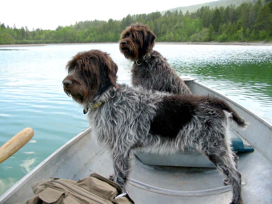 BoatingDogs.jpg
