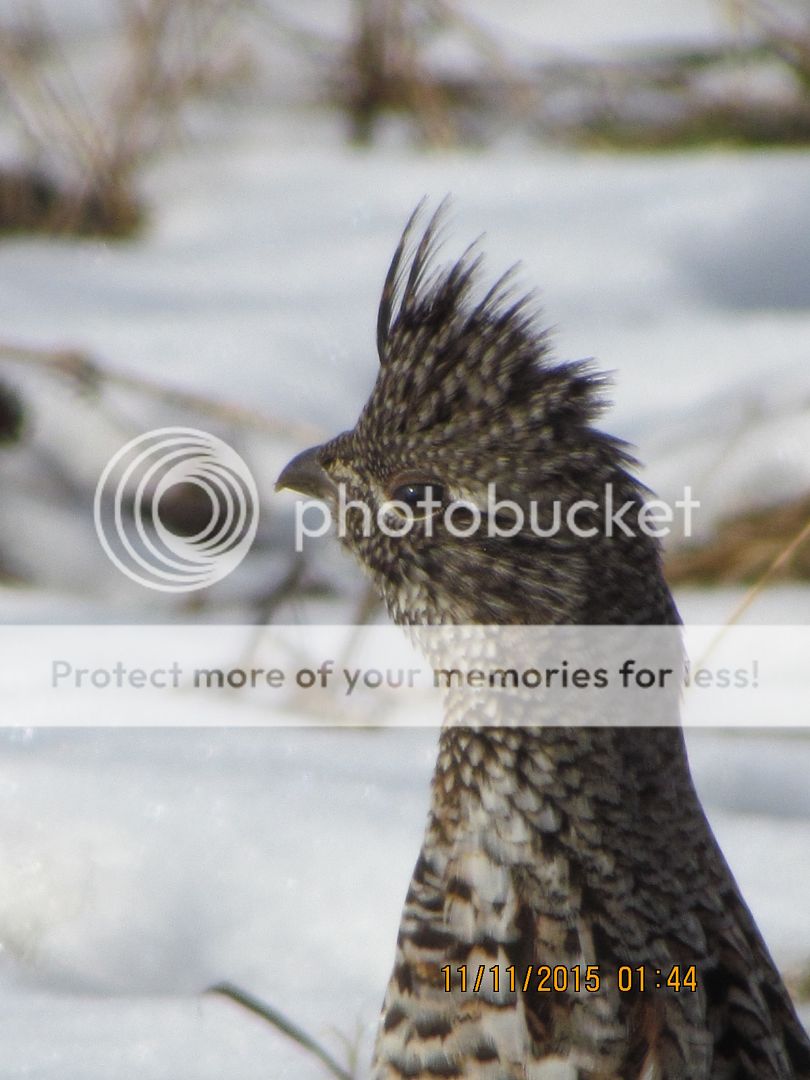 IMG_3108_zps0ezha1ax.jpg~original