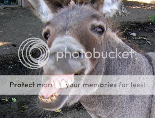 donkey.jpg