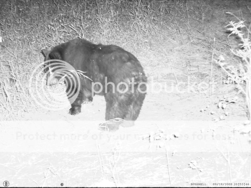 bear_9_19_08.jpg