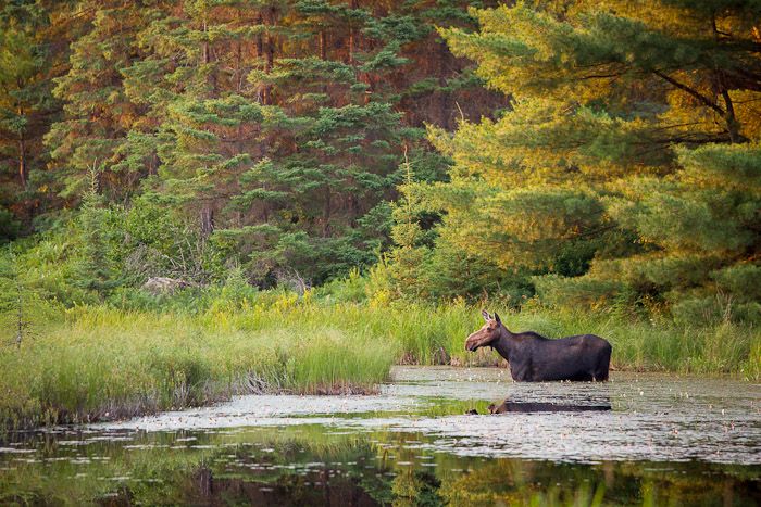 moose_zps910327a6.jpg~original