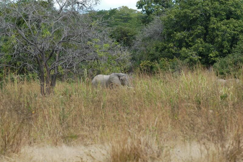 africaselous117.jpg
