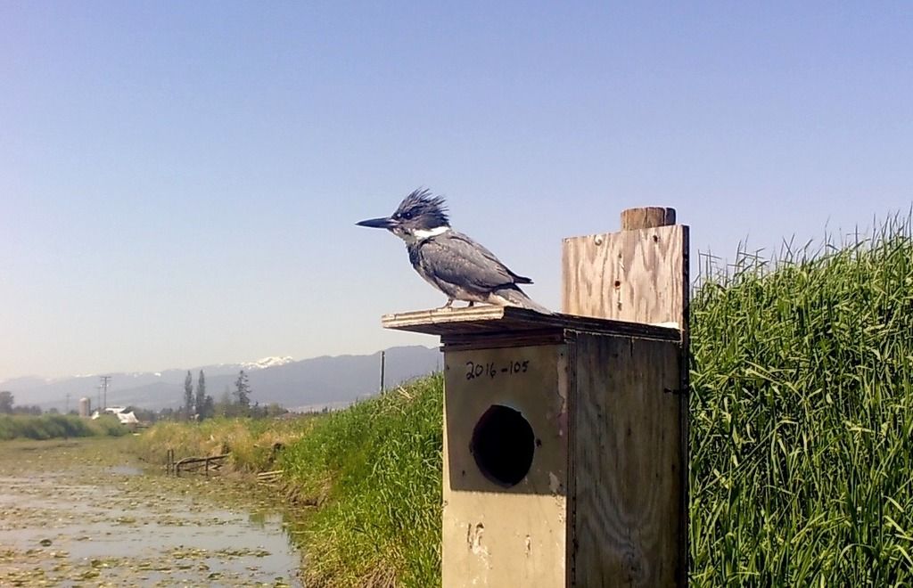 image_zpshbo3irne.jpeg~original