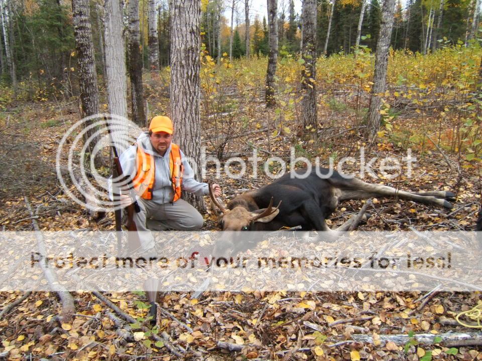 cammoose.jpg