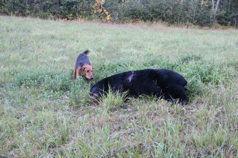 Ruby%20bear%201_zpshi9ur2sk.jpg