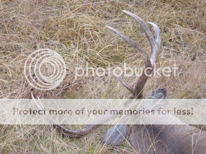 2005wmu337whitetail2.jpg