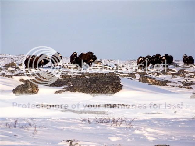 muskoxhunt8.jpg