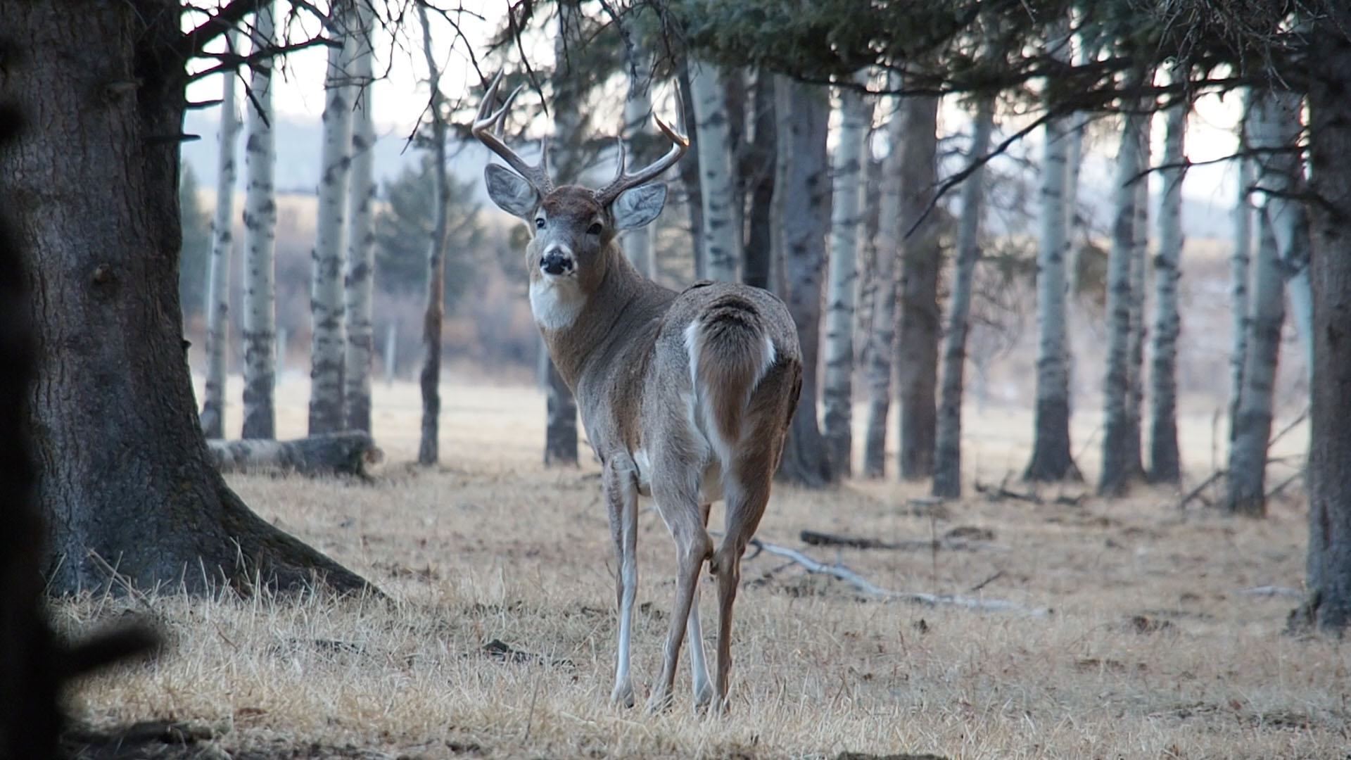 whitetail_buck_b.jpg