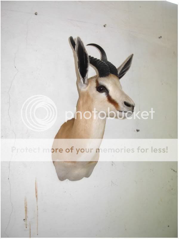 Springbuck1.jpg