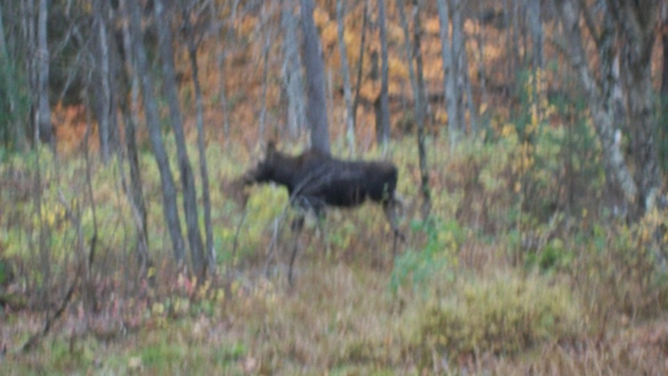 moose3.JPG