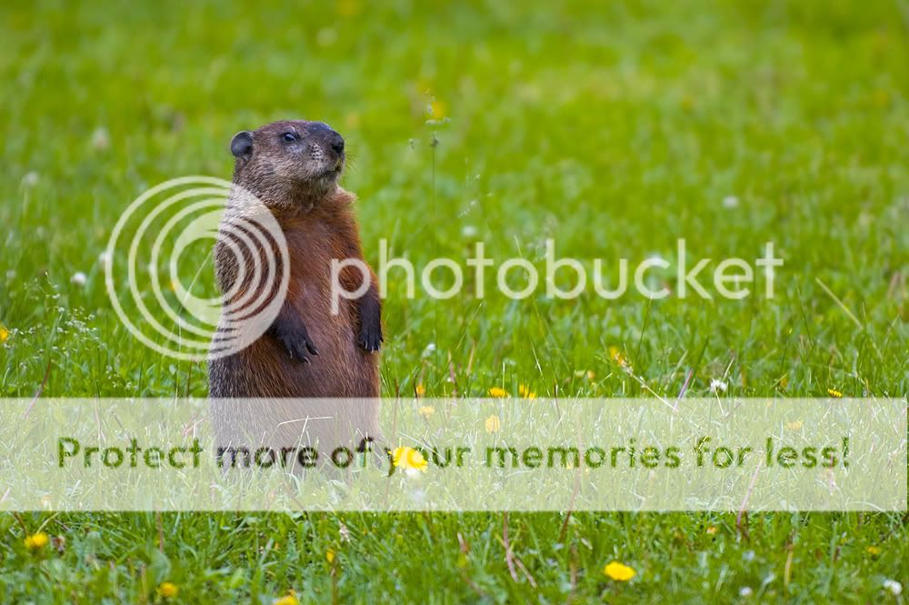 Groundhog-Standing2.jpg