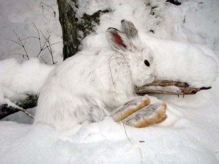 wabbit2_zps92b203ae.jpg