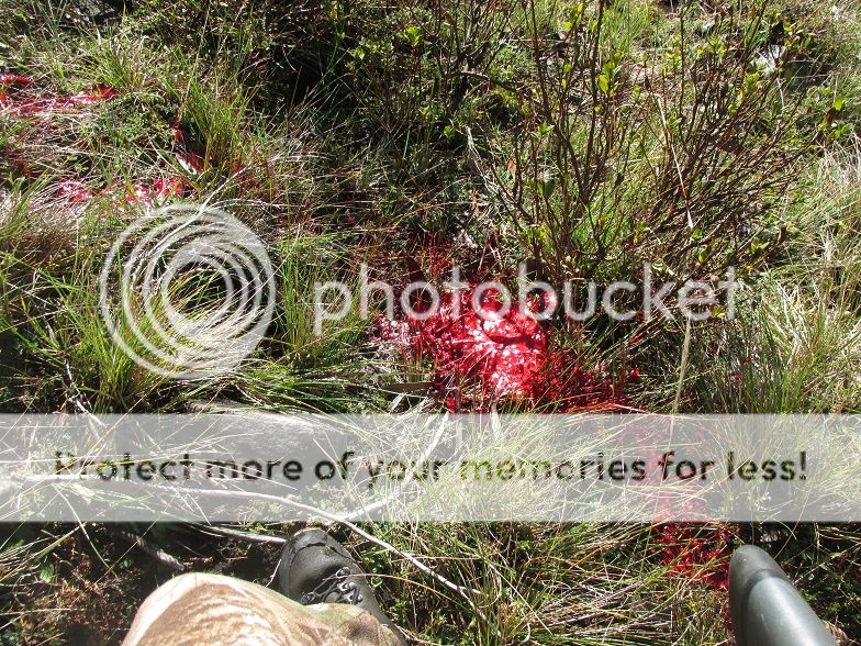 IMG_3346blood.jpg~original