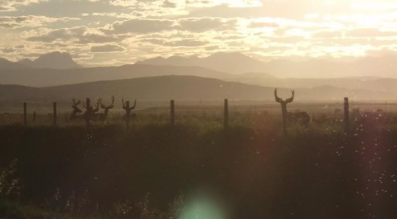MuledeerSunset.jpg