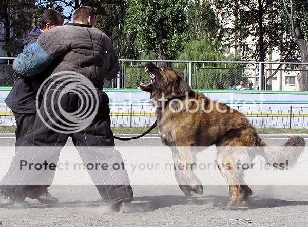 caucasian_ovcharka_attacking.jpg