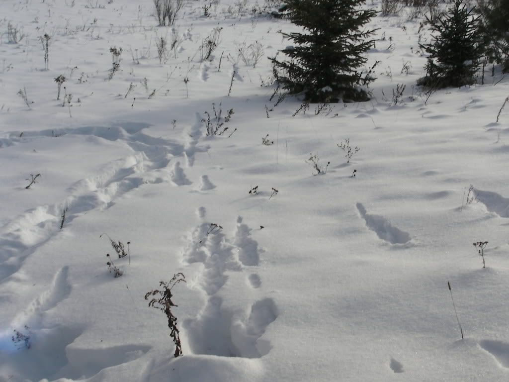 SANY0347.jpg