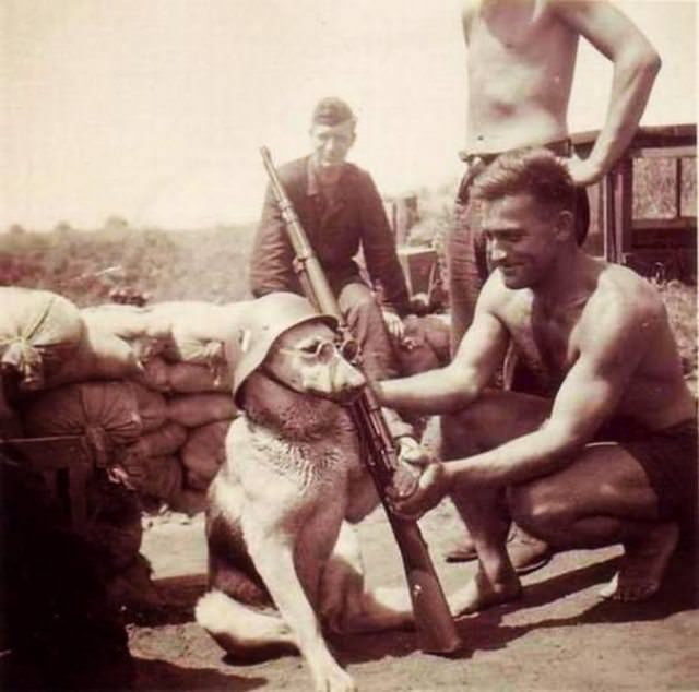 animals-13.jpg