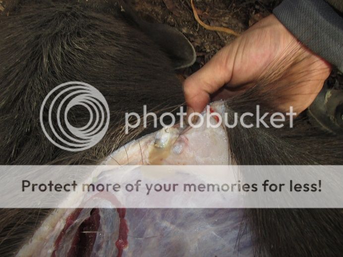 IMG_3089someonesbullet1.jpg~original