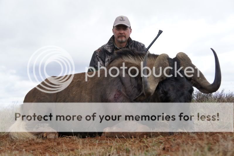 RSABlackWildebeest2011.jpg