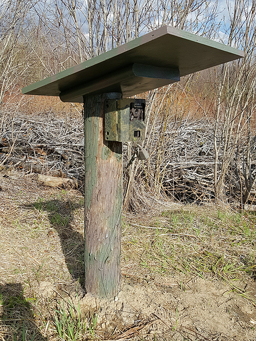 Trail_Camera.jpg