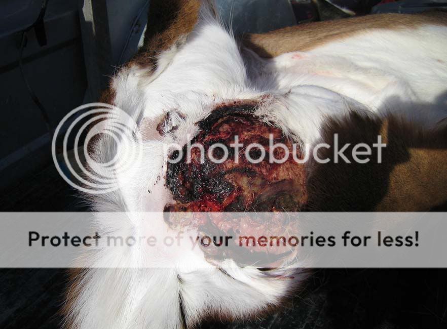 Dougs1AntleredBuck_rear2_lowres.jpg