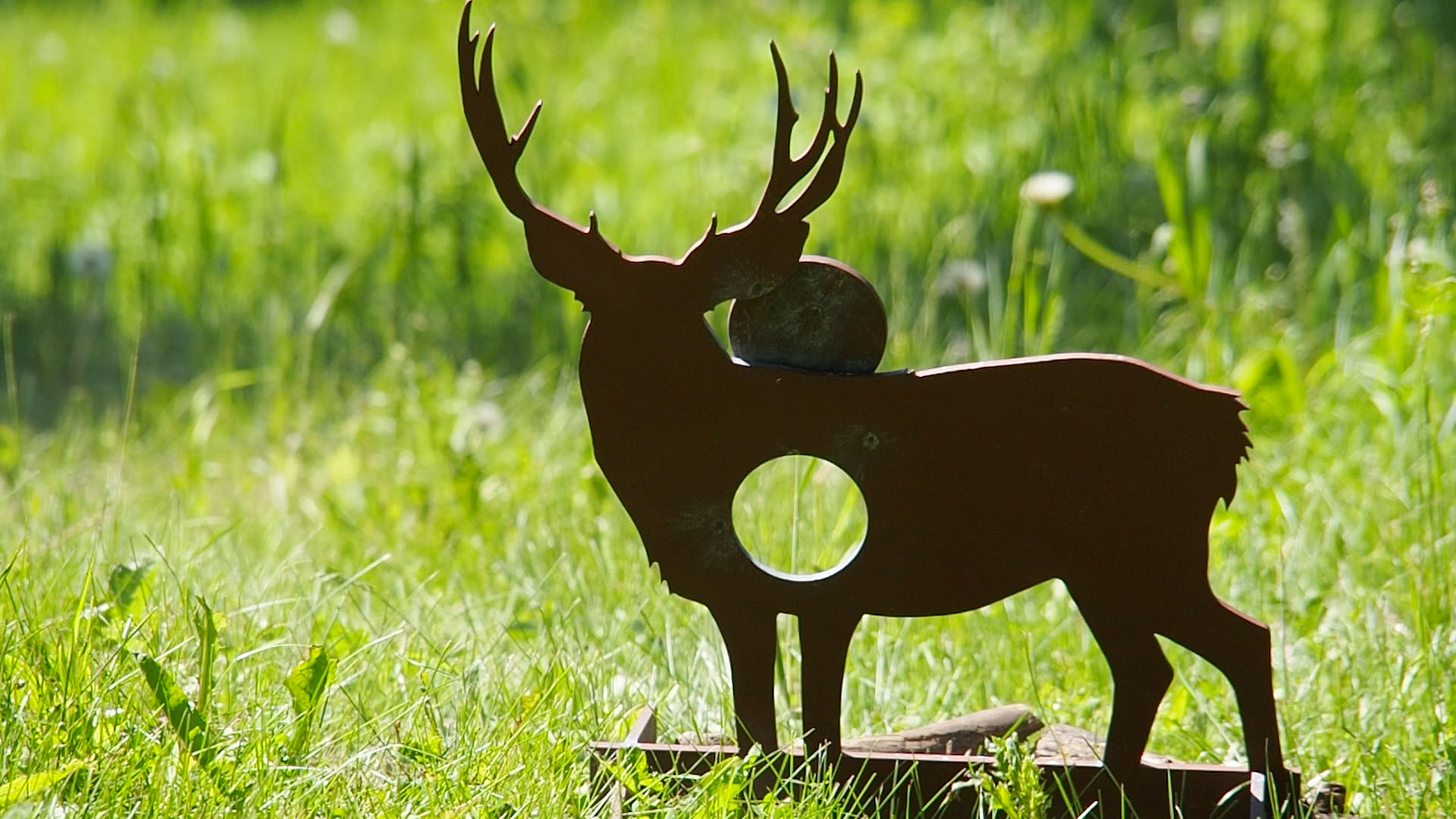 mule_deer_c.jpg