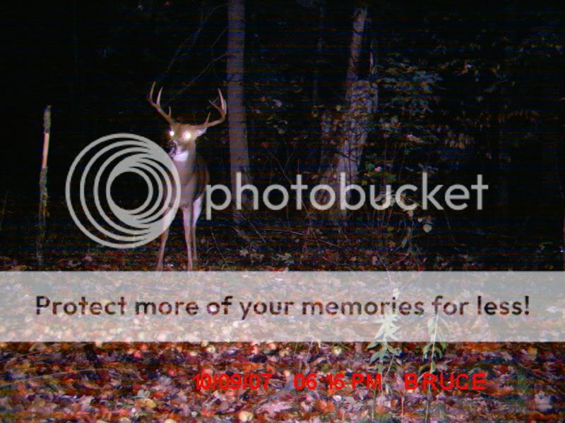 TrailcamDugOct07060.jpg