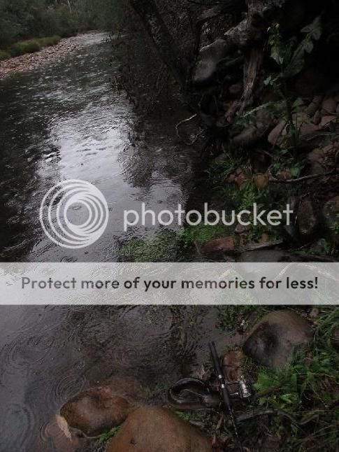 IMG_1014gattaeel.jpg~original