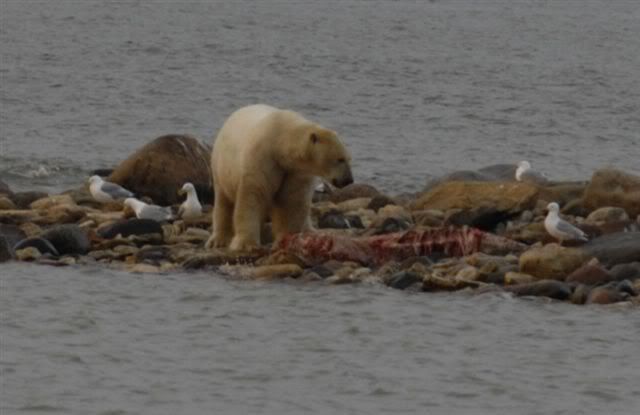 bearaug2110123.jpg