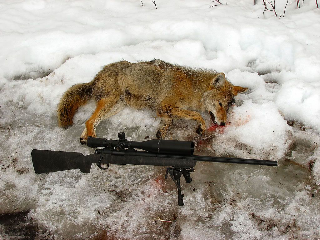 coyoteshot210ydswithH-SPrecision22-.jpg