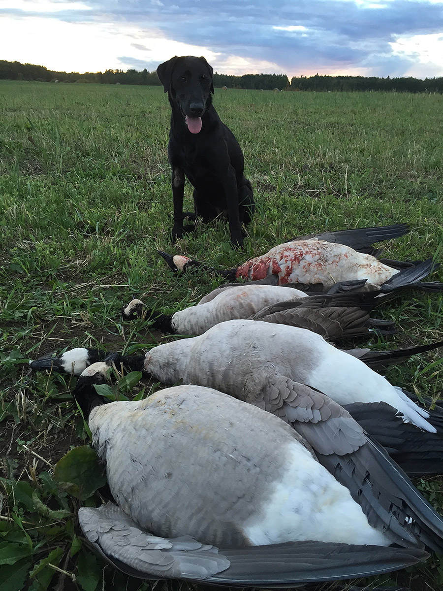 goose_hunt_success_a.jpg