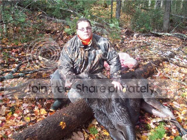 moose2-1.jpg