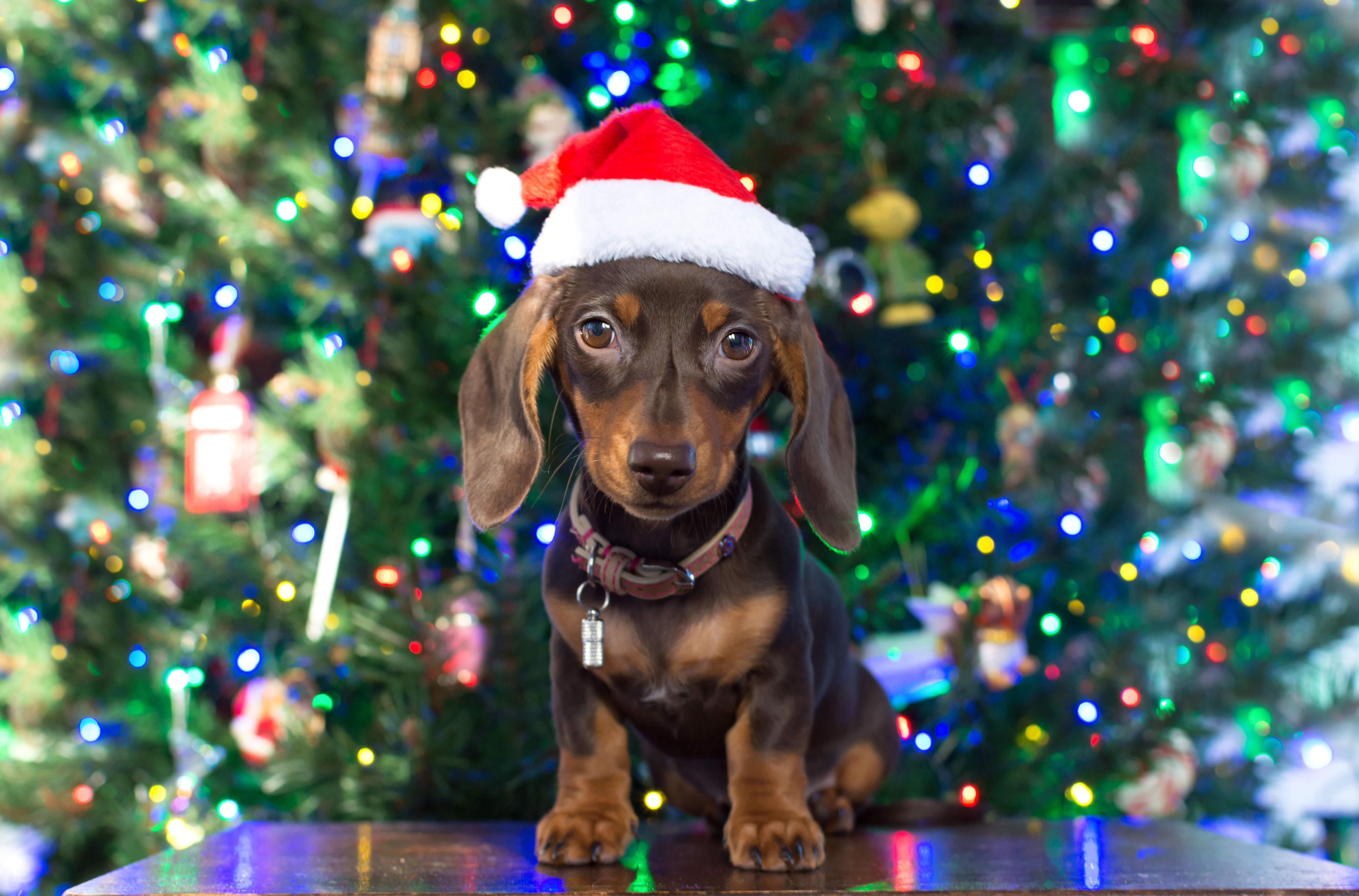 christmas-dog-1574858554.jpg