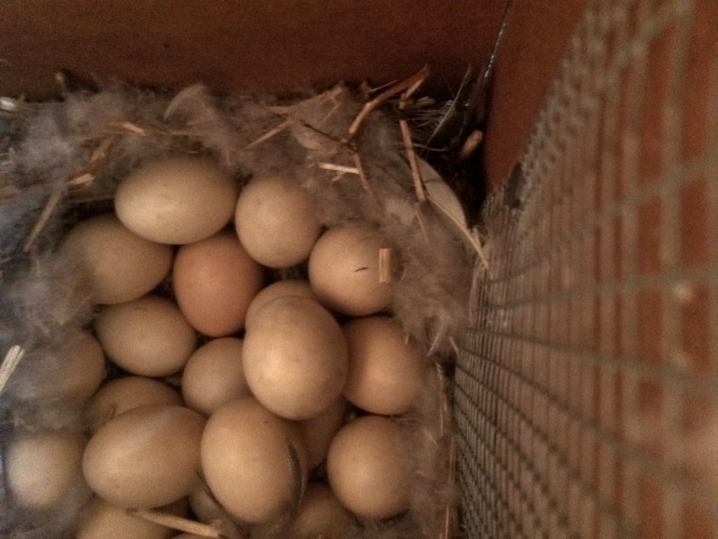 image_zps8fcsywjq.jpeg~original