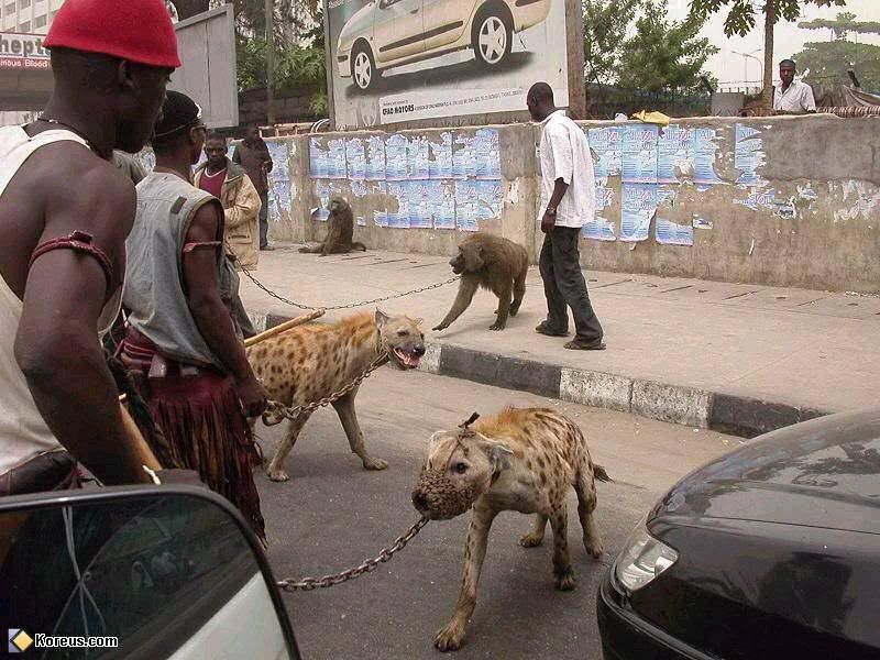 afri_91.jpg
