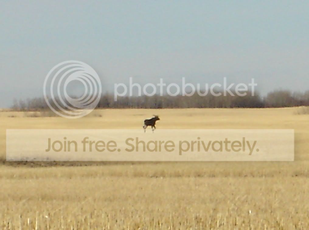 CowMoose.jpg