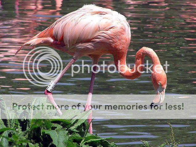 greater_flamingo.jpg
