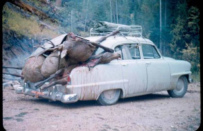 elk-season.jpg