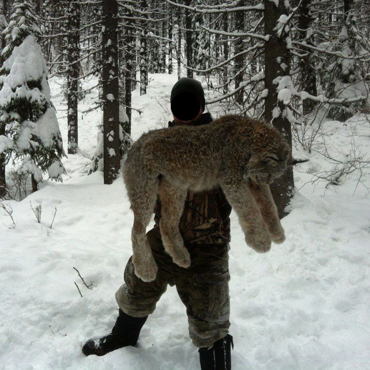 biglynx2copy_zps85d5d19f.jpg