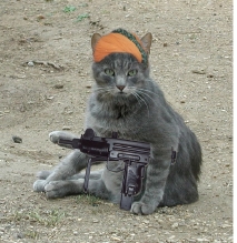 cat_gun.jpg