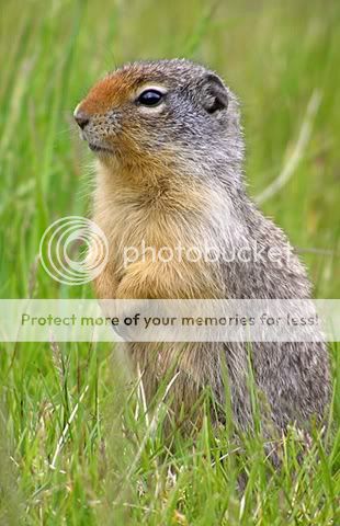 Gopher_2.jpg