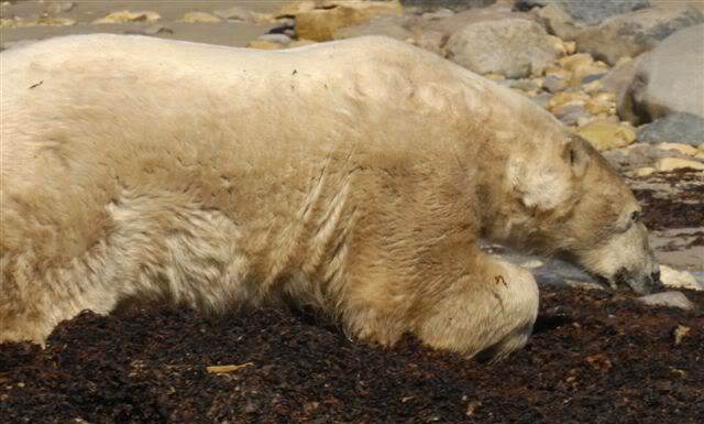 5bears5.jpg
