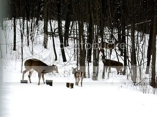 4deer3.jpg