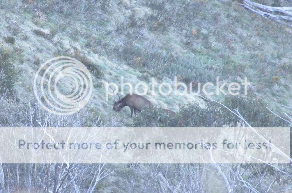 IMG_4119stagfeed.jpg~original