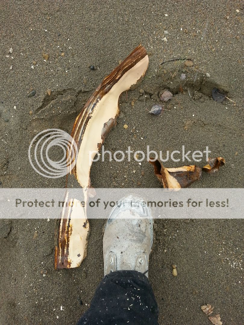 20151002_110617_zpsc185scec.jpg~original